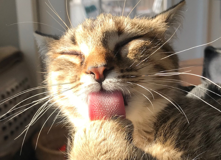 diagnostic-therapeutic-services-1